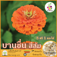 ซื้อ5 แถม1 เมล็ดพันธุ์ ดอกบานชื่น สีส้ม 20 เมล็ด (Orange Zinnia Flower Seed) เมล็ดพันธุ์แท้ ปลูกง่าย อัตรางอกสูง เก็บเมล็ดปลูกต่อได้