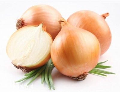 100 เมล็ด เมล็ดหอมหัวใหญ่ สายพันธุ์ หอมใหญ่ Wolska ของแท้ 100% อัตราการงอก 70-80% Onion Seed มีคู่มือปลูก