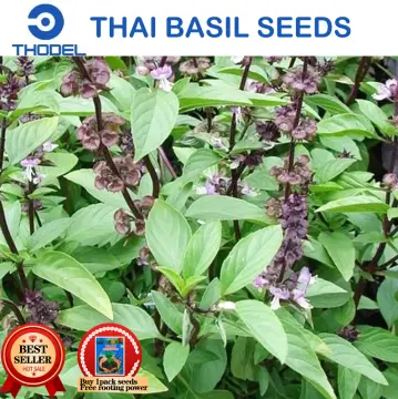 THAI BASIL SEEDS Vegetable Seeds Lazada PH