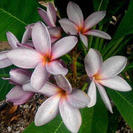 30-เมล็ดพันธุ์-เมล็ด-ลั่นทม-หรือ-ลีลาวดี-สายพันธุ์แคระ-frangipani-plumeria-seed-นำเข้าจากฮาวาย-อัตราการงอกสูง-70-80