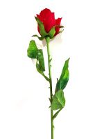 ดอกกุหลาบสีแดง ของขวัญวาเลนไทน์ ของขวัญโรแมนติก ของขวัญรับปริญญา ช่อกุหลาบดอกเดี่ยว