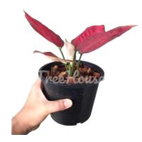 ซุปเปอร์เรด กระถาง  นิ้ว  Aglaonema Super Red  เมล็ด