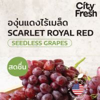 CityFresh องุ่นแดง ไร้เมล็ด Scarlet Royal Red จากอเมริกา ผลไม้นำเข้า