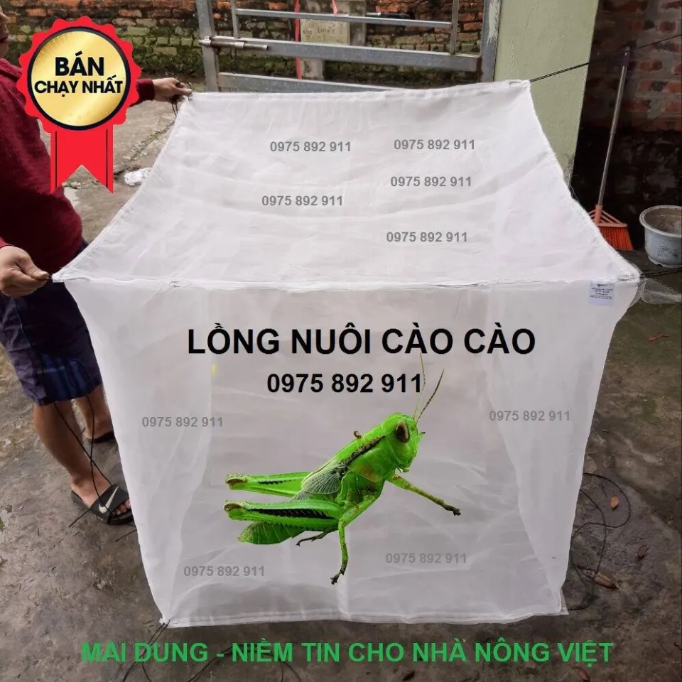 Hướng dẫn kỹ thuật nuôi cào cào châu chấu