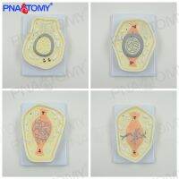 Cell mitosis model indirect division structure chromosome biomedical experiment equipment AIDS