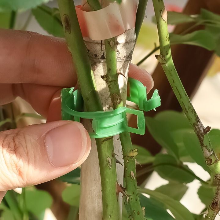 100-1ชิ้นที่หนีบต้นไม้รองรับการเชื่อมต่อที่ใช้ซ้ำได้หัวเข็มขัดสำหรับเถาวัลย์องุ่นมะเขือเทศอุปกรณ์ทำสวน
