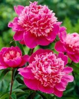 10 เมล็ด เมล็ดโบตั๋น ดอกโบตั๋น ดอกพีโอนี (Peony Seeds) สีชมพู Pink Peony Seeds ดอกไม้นี้​เป็นสัญลักษณ์ของความมั่งคั่งร่ำรวย ความซื่อสัตย์ อัตราการงอก 70-80%