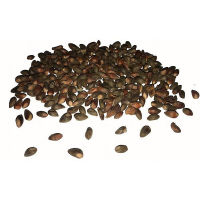 เมล็ดสนจูนิเปอร์ Juniper bonsai seeds บอนไซ สนเลี้อย เมล็ดพันธุ์นำเข้า ไม้ดัด ไม้โขด ไม้หัว จัดสวน 100 เมล็ด