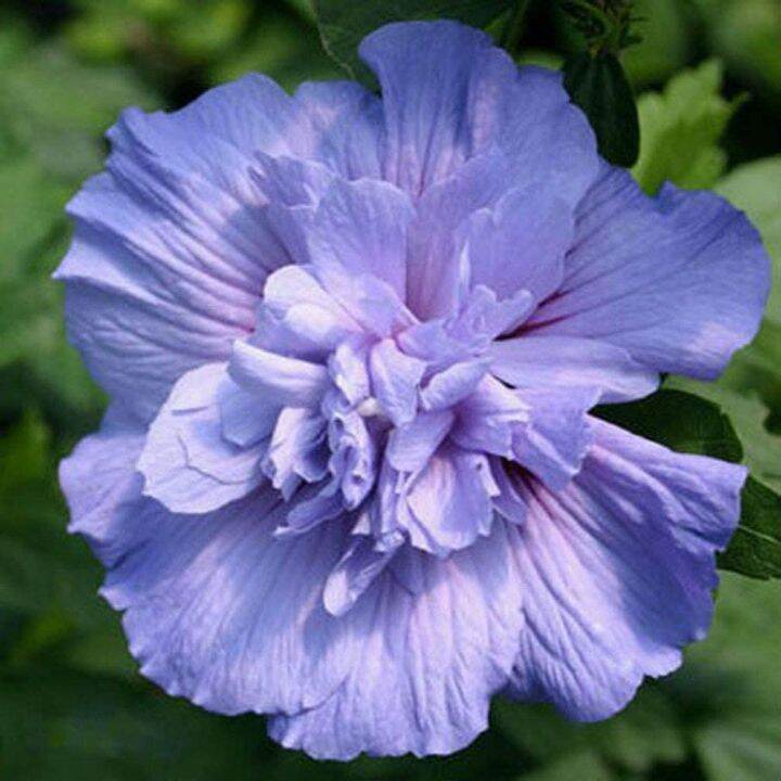 Rare Giant Hibiscus Seeds Flower Garden Home Perennial Plants Lazada Ph