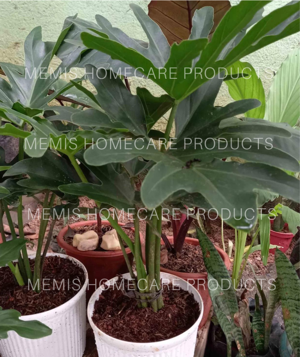Philodendron Selloum Plant / Sahod Yaman Plant / Hope Philodendron