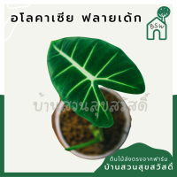 อโลคาเซีย ฟลายเด้ก Alocasia frydek ใบสีเขียวกำมะหยี่ 4 นิ้ว