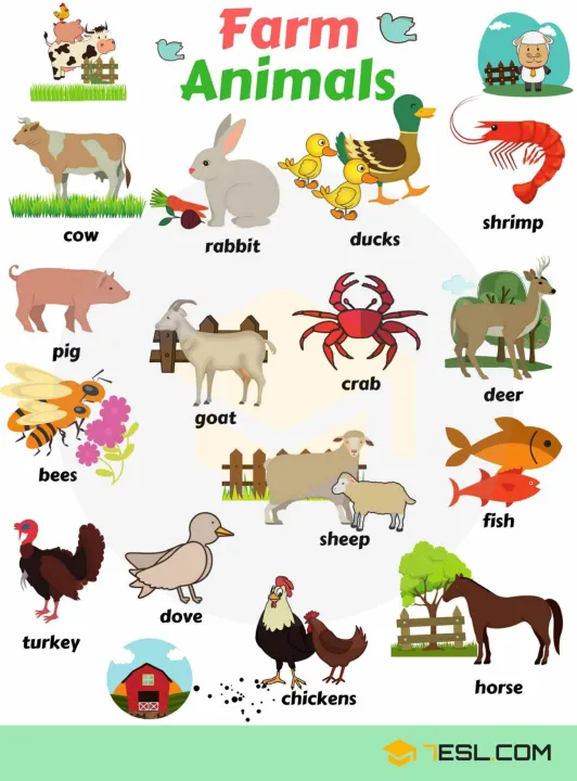 Educational Laminated Chart for Kids | FARM ANIMALS | Lazada PH
