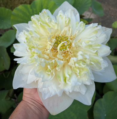 5 เมล็ด บัวนอก บัวนำเข้า บัวสายพันธุ์ White Peony Green Petals Lotus สีขาว สวยงาม ปลูกในสภาพอากาศประเทศไทยได้ ขยายพันธุ์ง่าย เมล็ดสด