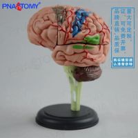 4 d assembled structure of human body model brain cerebral brain brain anatomy teaching medical educational early education