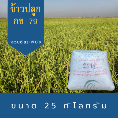 พันธุ์ข้าวปลูก กข79 ข้าวปลูก กข79 พันธุ์ข้าว ขนาด 25 กิโลกรัม