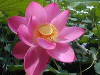 5 เมล็ดพันธุ์ บัว สายพันธุ์ Sacred Lotus (Nelumbo Nucifera) สีชมพู ดอกใหญ นำเข้าจาก อเมริกา เพาะปลูกและเก็บเมล็ดในไทย ขยายพันธุ์ในไทยได้