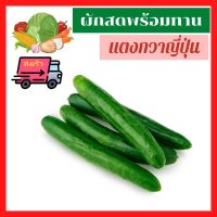 ?สงเร็ว ผักสด ผลไม้สด แตงกวาญี่ปุ่น Japanese Cucumber สด ใหม่ สะอาด