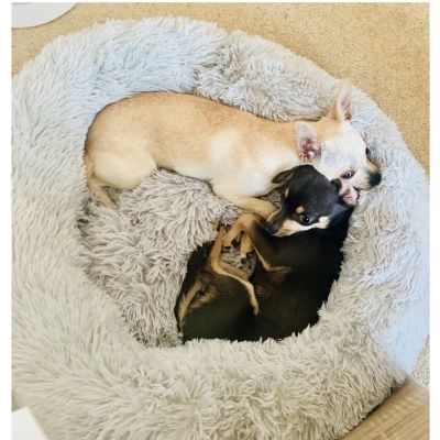 [pets baby] เตียงสุนัขที่ถอดออกได้ตุ๊กตารอบโดนัทเตียงสัตว์เลี้ยงสุนัข CusionMats LoungerHouse โซฟาสำหรับสุนัขขนาดใหญ่ขนาดกลางที่ถอดออกได้