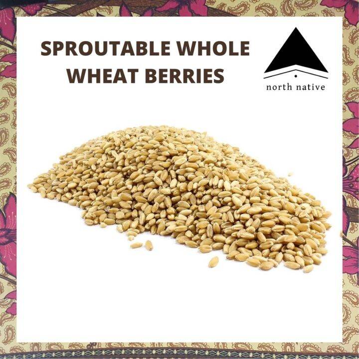 Sproutable Whole Wheat Berries / Wheatgrass 1kg pack Lazada PH