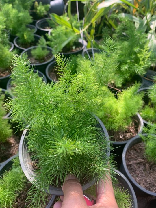 ปริกน้ำค้าง-asparagus-fern-เป็นไม้ปลูกประดับสวนหย่อมในพื้นที่แสงรำไรหรือปลูกลงกระถาง-พุ่มใบโปร่งละเอียดดูสวยงาม-กระถาง6นิ้ว