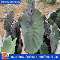 บอน เจ้าหญิงสับปะรด Colocasia pineapple princess โคโลคาเซียสายพันธุ์แท้ แบบตัดสด ชำเอง ใบสีเขียวอมส้ม กระดูกเส้นสีม่วง ก้านสีน้ำตาลอ่อน หายาก