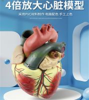 Enlarged heart heart anatomy model structure model medical heart heart ultrasound with heart