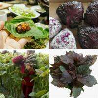 เมล็ดฃชิโสะมี2สีให้เลือก ใบเขียว และ ใบแดง ซอง200เมล็ด(  Shiso )