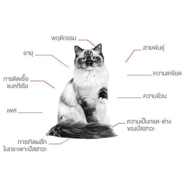 royal-canin-urinary-cat-ขนาด-7kg