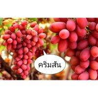 ?สินค้าขายดี? [คริมสัน]ต้นองุ่น​ แบบกิ่งป่าตอนติดตาพันธุ์​ดี​ (หลายสายพัน​ธุ์)​