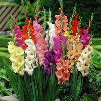 12 หัว/ชุด แบบคละสี Gladiolus ดอกแกรนดิโอลัส (Gladiolus) หรือ ดอกซ่อนกลิ่นฝรั่ง ดอกไม้แห่งคำมั่นสัญญา ความรัก ความผูกพัน ดอกแห่งรักแท้ เหมาะสำหรับการเสริมรัก ไม้มงคล ของฝรั่ง หัวใหญ่ขนาด 10 - 12 ซม. หัวนพจาก ฮอนแลนด์