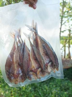 ปลาหลังแข็งเเดดเดียว บังมะฮ์ปัตตานีอาหารสด จากทะเลปัตตานี(อีแก่ฆอแง่) สูตรเค้มน้อย นน 500 กรัม  กดติดตามร้านด้าย ทานร้านมีส่วนลด