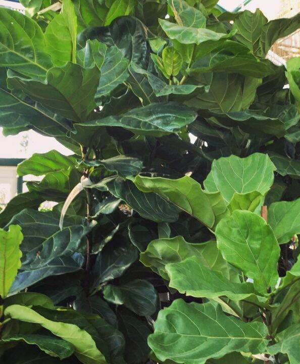 Fiddle leaf Fig Tree (Ficus lyrata) Cutting/Node (Seller Code: 1/2 L ...