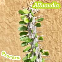 [อัลลัวออเดีย โพรเซอร์ร่า] แคคตัส ต้นไม้ ไม้หนาม ไม้ทนแล้ง กุหลาบหิน ไม้อวบน้ำ พืชอวบน้ำ succulent cactus กระบองเพชร