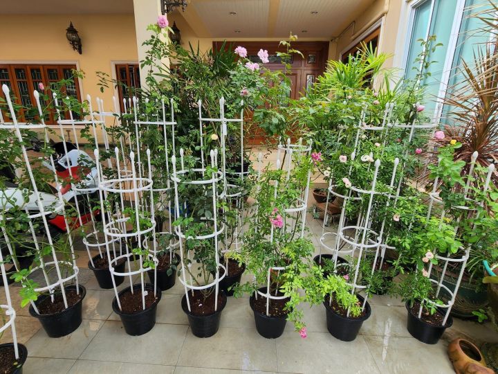 ขาว-โครงไม้เลื้อย-โครงกุหลาบ-rose-arch-rose-trellis-ivy-arch-climbing-plant-support-cage-garden-trellis-flowers-stand-rings-tomato-support-durable-creative-adjustable-climbing-vine-racks-white-color