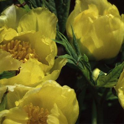 10 เมล็ด เมล็ดโบตั๋น ดอกโบตั๋น ดอกพีโอนี (Peony Seeds) สีเหลือง Yellow Peony Seeds ดอกไม้นี้​เป็นสัญลักษณ์ของความมั่งคั่งร่ำรวย ความซื่อสัตย์ อัตรางอกสูง 70-80%