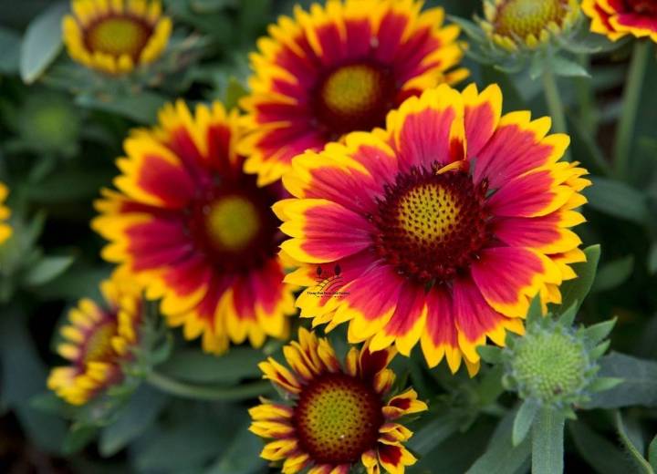 ดอกเดือนฉาย-gaillardia-seed-เมล็ดพันธุ์ดอกเดือนฉาย-บรรรจุ-20-เมล็ด-10-บาท