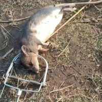 Habilulu Graceful Big mouse trap  weasel catch，catch spring trapt，mous trap，Rodent cage Rat trap