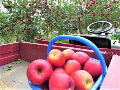 20 เมล็ด เมล็ดแอปเปิ้ล สายพันธุ์ แอปเปิล ทสึการุ ของแท้ 100% อัตรางอก 70-80% Apple seeds มีคู่มือปลูก