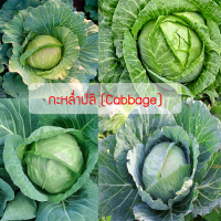 เมล็ดพันธุ์ กะหล่ำปลี (Cabbage)  400 เมล็ด ปลูกง่าย ปลูกได้ทั่วไทย