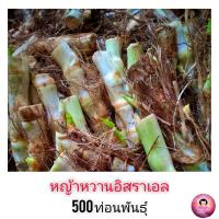 ท่อนพันธุ์หญ้าหวานอิสรเอล (บรรจุ 500 ท่อน)