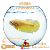 ปลากัดสีทอง เพศ เมีย " Golden " Prang Mall มีรับประกันตลอดการส่ง