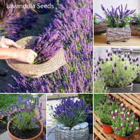 ปลูกง่าย ปลูกได้ทั่วไทย ของแท้ 100% 200Pcs ดอกลาเวนเดอร์ Lavandula Seeds Beautiful Flowers Seeds ดอกไม้ตกแต่ง ดอกไม้จริง ไม้ดอกไม้ประดับ แต่งบ้านและสวน บอนไซ พันธุ์ไม้ดอก เมล็ดดอกไม้ Plants Seeds