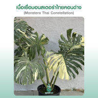 มอนสเตอร่า ไทคอน Monstera thai constellation creambulee ไม้เนื้อเยื่อ ไม้เพาะเนื้อเยื่อ