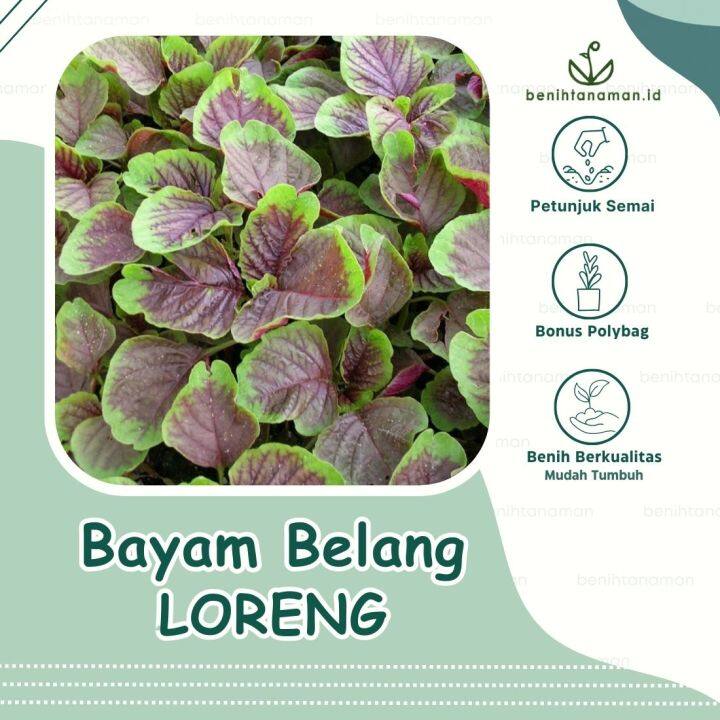 4000 Biji - Benih Bayam Batik Bayam Belang Bayam Loreng Super Unggul ...