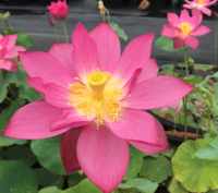 5 เมล็ดพันธุ์ บัว สายพันธุ์ EAST LAKE PINK LOTUS สีชมพูแดง เพาะปลูกและเก็บเมล็ดในไทย ขยายพันธุ์ในไทยได้ สายพันธุ์นิยมปลูกที่สุดในโลก