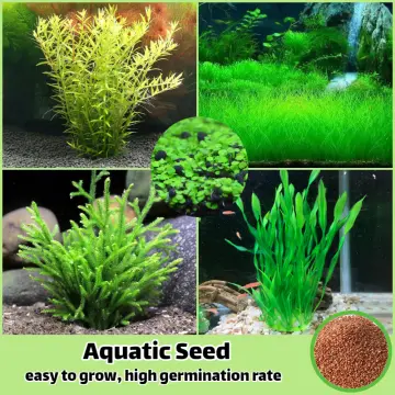 Marimo Moss Balls Live Aquarium Plant Algae Fish Shrimp Tank Ornament  Simulation Green Algae Balls Artificial Plant