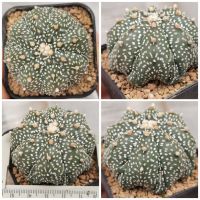 แอส​โตร​ไ​ฟตั้​ม​  แบน วี เต่า เว้า ฟูคุเรียว #แคสตัส castus​ astrophytum แอสโตร แอสโตร​ไ​ฟตั้​ม แอสโตรไฟตัม กระบองเพชร