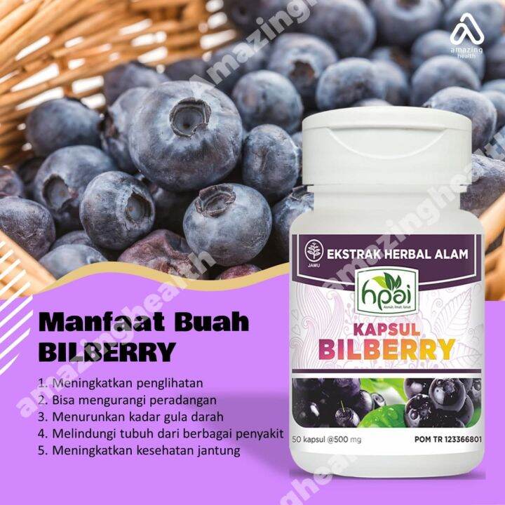 BILBERRY HPAI Menjaga Fungsi Retina Mata dan Meningkatkan daya
