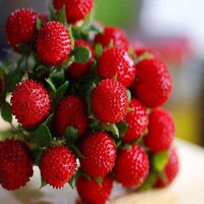 50 เมล็ด สตอร์เบอรี่ ใช้ทำแยม woodland strawberry, Alpine strawberry, European strawberry อัตราการงอก 80-85%.