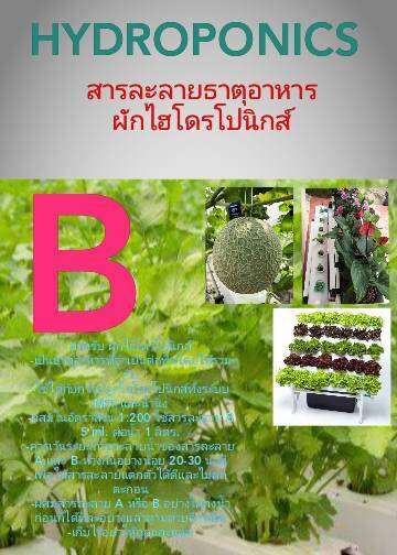 ปุ๋ย-ab-hydroponics-ชุด-a1ลิตร-b1ลิตร-สารละลายธาตุอาหารผักไฮโดรโปนิกส์-ปุ๋ยไฮโดรโปนิกส์-ปุ๋ย-ab-แพ๊คคู่-ปุ๋ยน้ำ-สูตรเพิ่มธาตุเหล็ก-ร้าน-ab-ไฮโดรโปนิกส์1